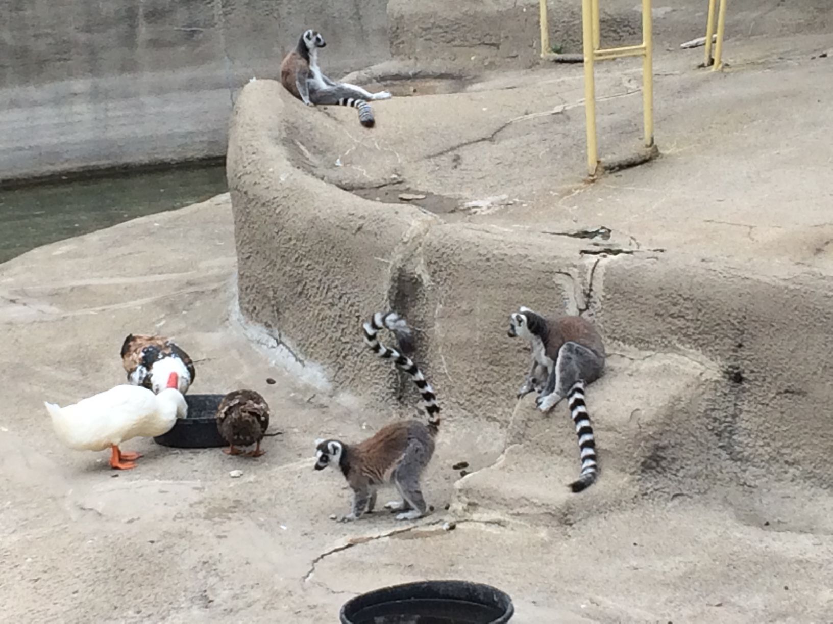 Washington Park Zoo